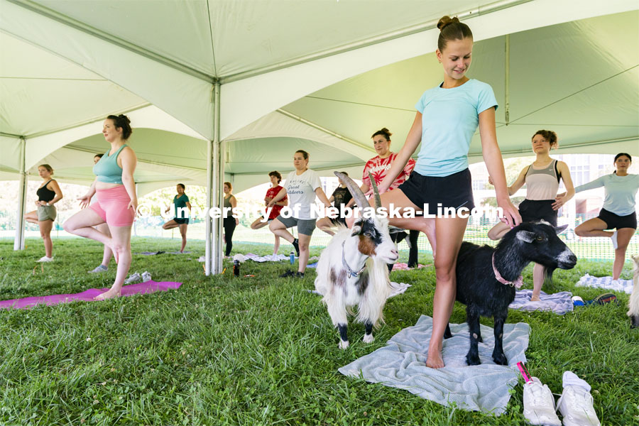 Freshman Finley Roberts pets two goats while doing a tee pose during Well-being Fest’s goat yoga activity outside the Nebraska Union. August 24, 2024. Photo by Jordan Opp for University Communication.